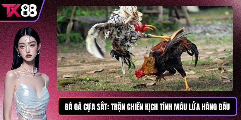 Đá Gà Cựa Sắt