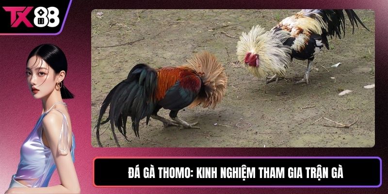 Đá Gà Thomo