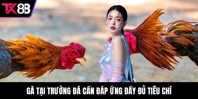 Gà tại trường đá cần đáp ứng đầy đủ tiêu chí
