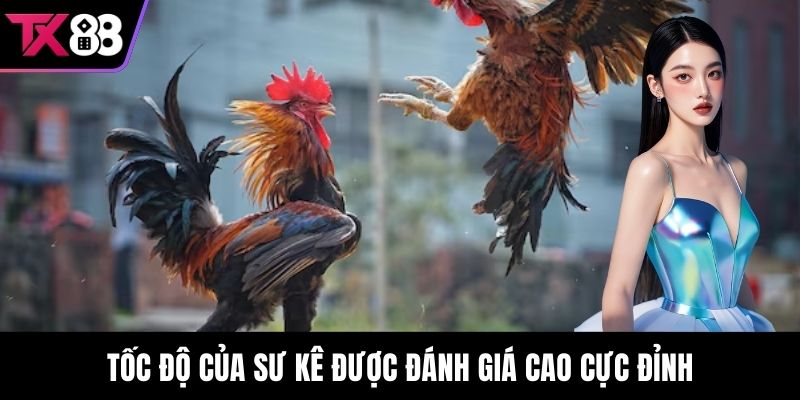 Tốc độ của sư kê được đánh giá cao cực đỉnh